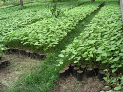 Jatropha nursery, Savannakhet, Lao PDR Jatropha nursery, Savannakhet, Lao PDR